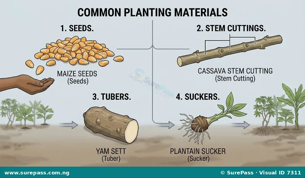 An illustration of maize seeds, cassava stem cuttings, a yam sett, and a plantain sucker.