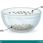 Seed Viability, Collection and Dormancy Breaking for JSS 1