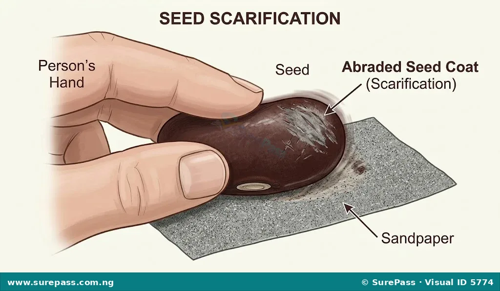A hand rubbing a seed against sandpaper for scarification.