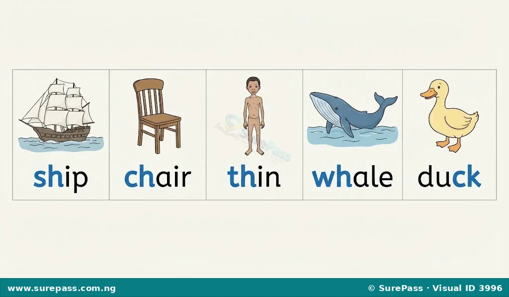Illustrations of words with digraphs like ship, chair, thin, whale, duck.