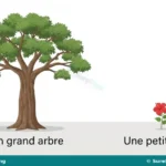 La taille, les couleurs et les formes en français for Primary 4