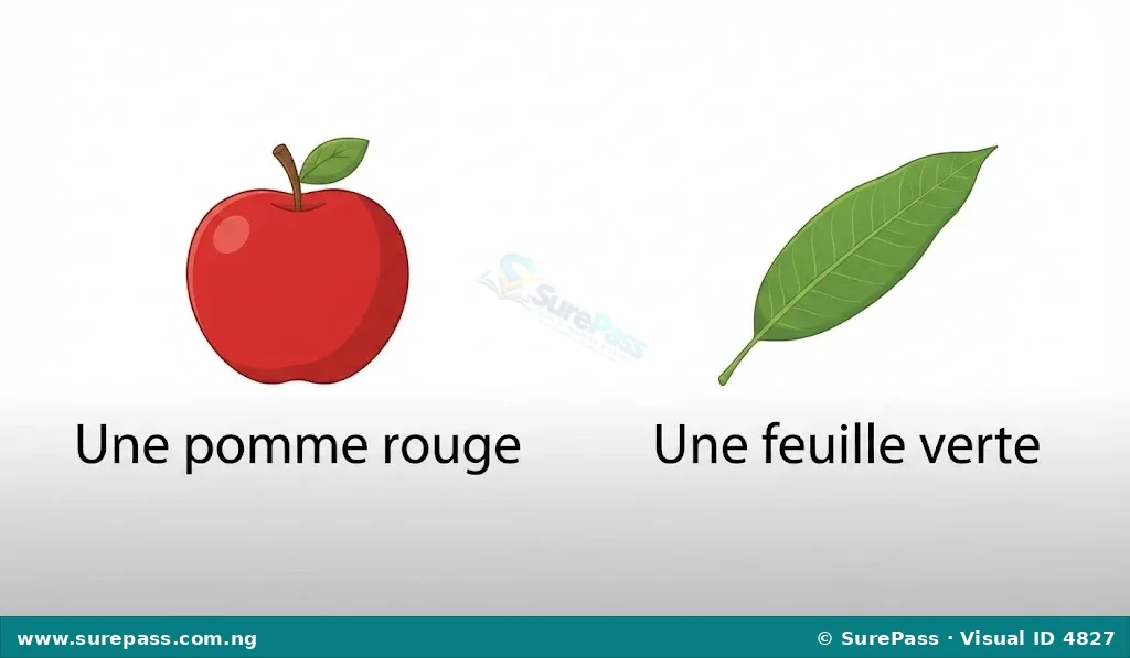 A red apple and a green leaf, illustrating "rouge" and "vert".