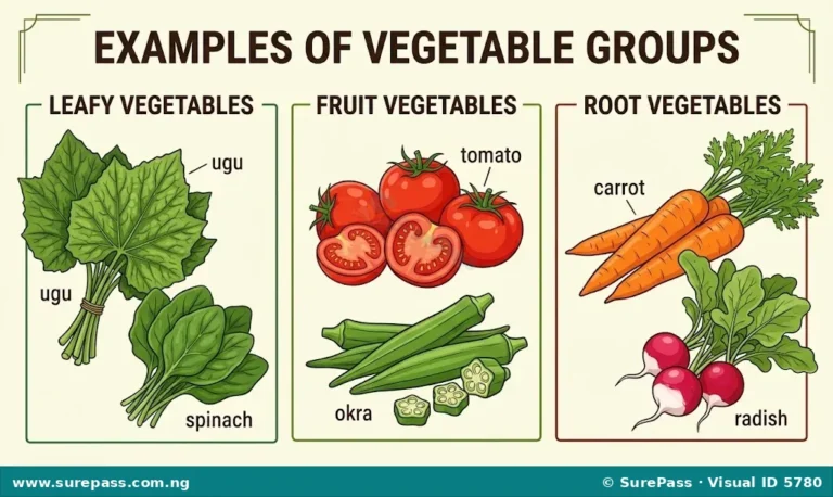 Vegetable Production from Nursery to Harvest for JSS 1